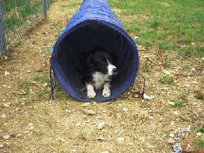 Éducation canine: Agility, Voks dans le tunnel